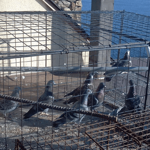 Pigeon/bird removal