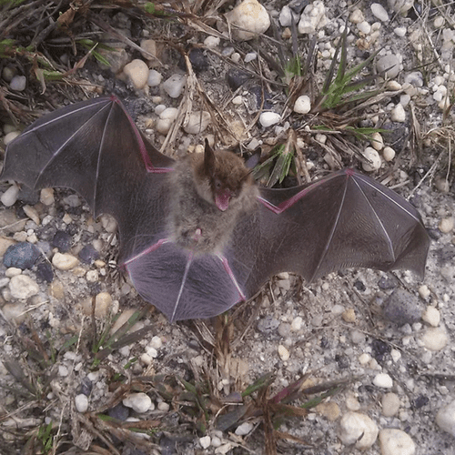 Bat Removal