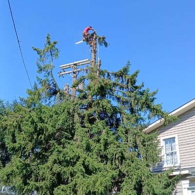 Avatar for Cesar Tree Service & Landscaping