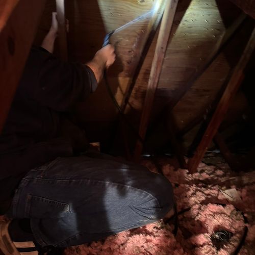 Drywood Termite Attic Treatment