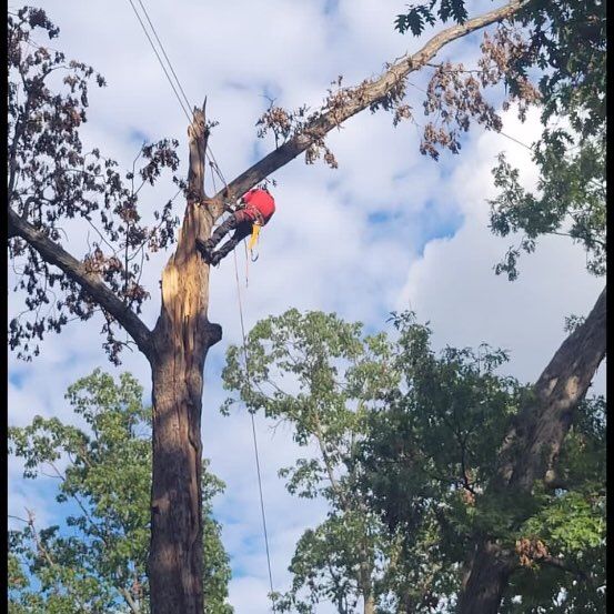 Enmanuel tree cutting service