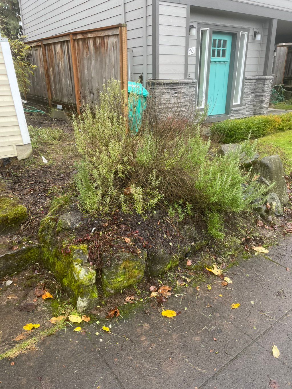 Front yard clean up after 