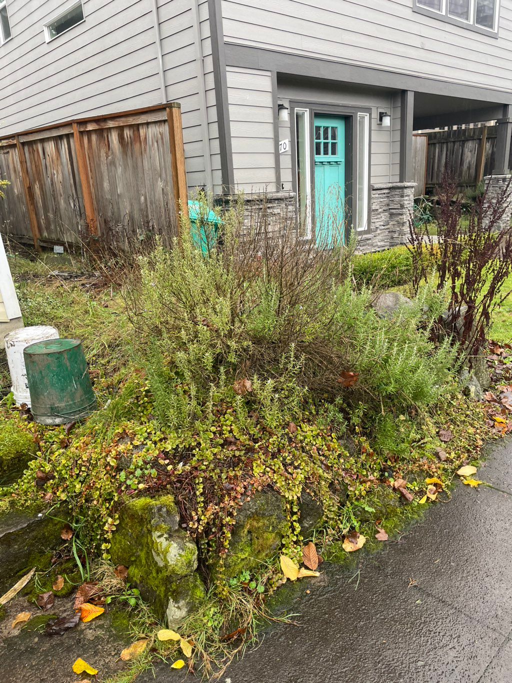 Front yard cleanup before 