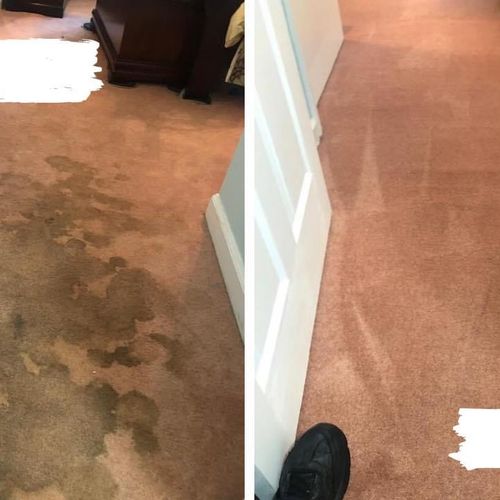 Carpet Cleaning