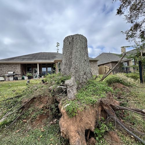 Tree Stump Grinding and Removal