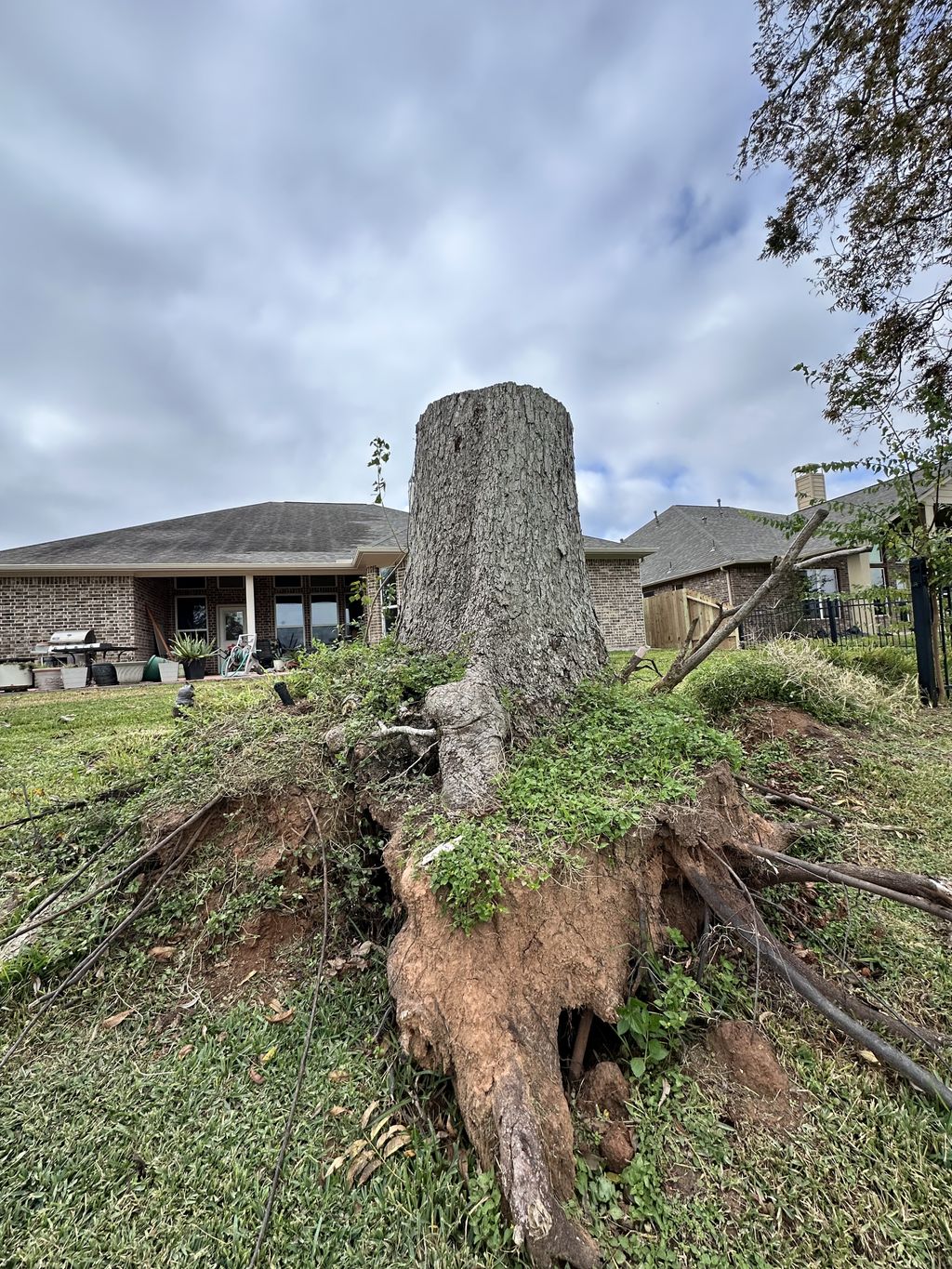 Tree Stump Grinding and Removal