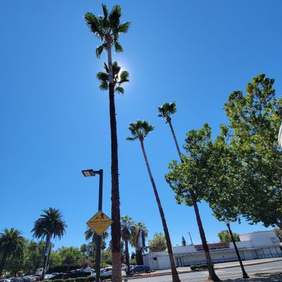 Avatar for New Mountain Tree Service