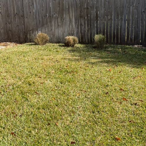 Transplanted three grasses and cut back all the de