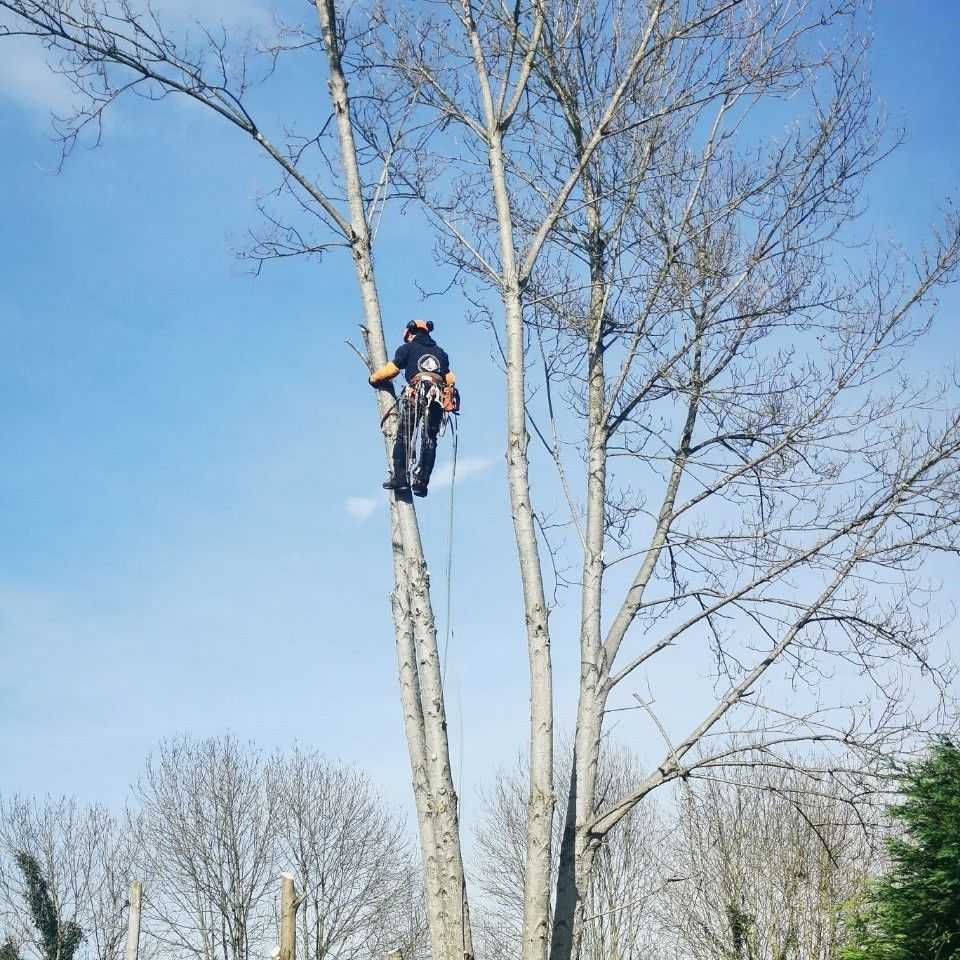 Pro Tree Services