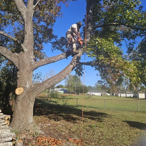 Tree Trimming and Removal