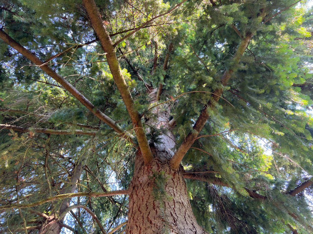 Before a windsail job of two fir trees