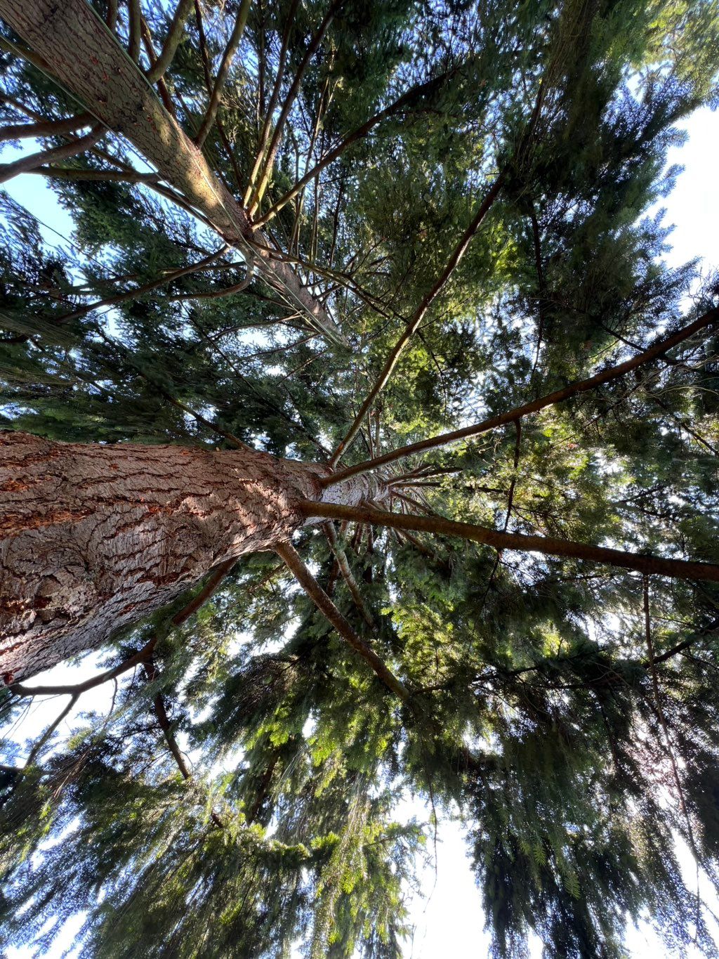 After a windsail job of two fir trees