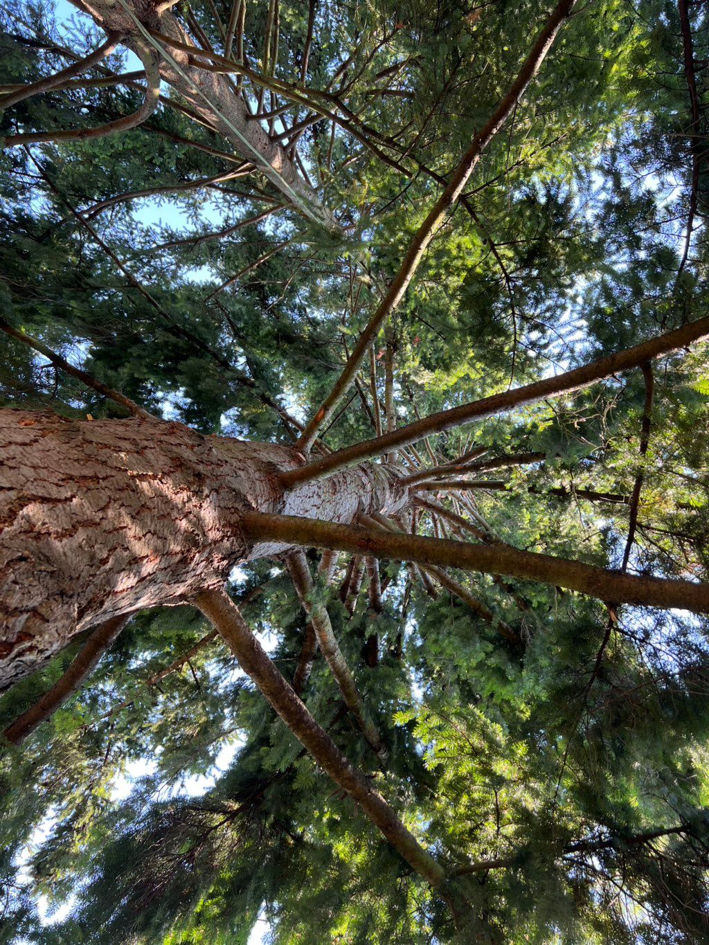 After a windsail job of two fir trees