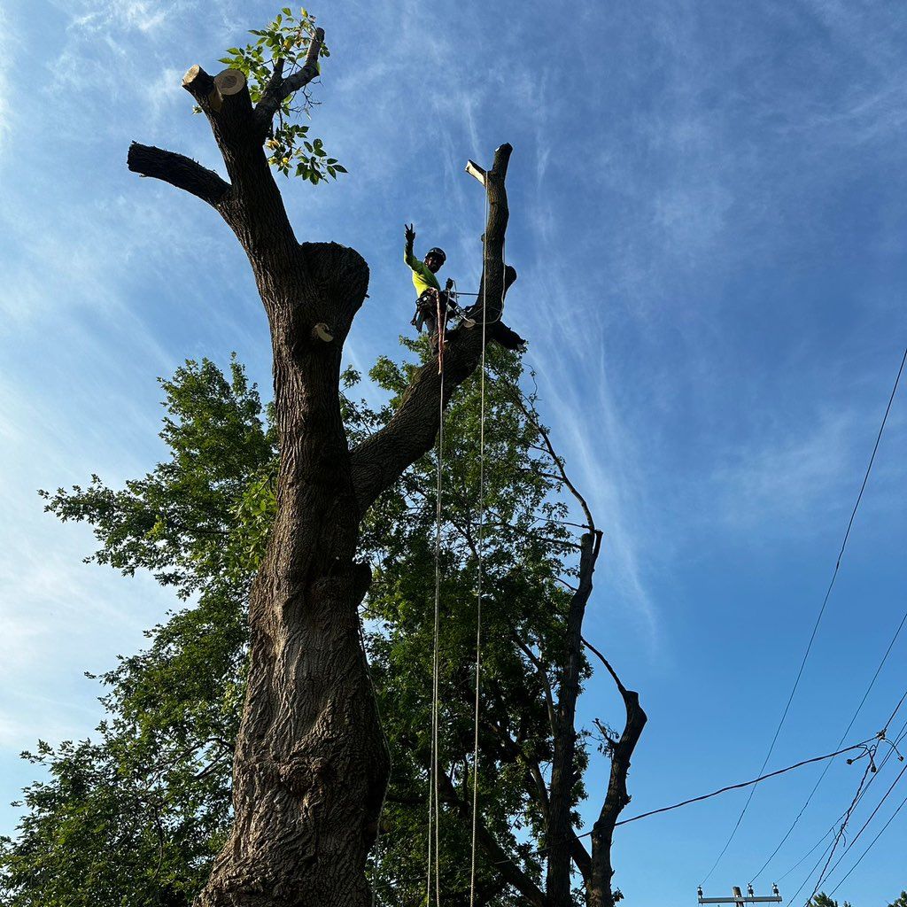 Pacheco's tree care