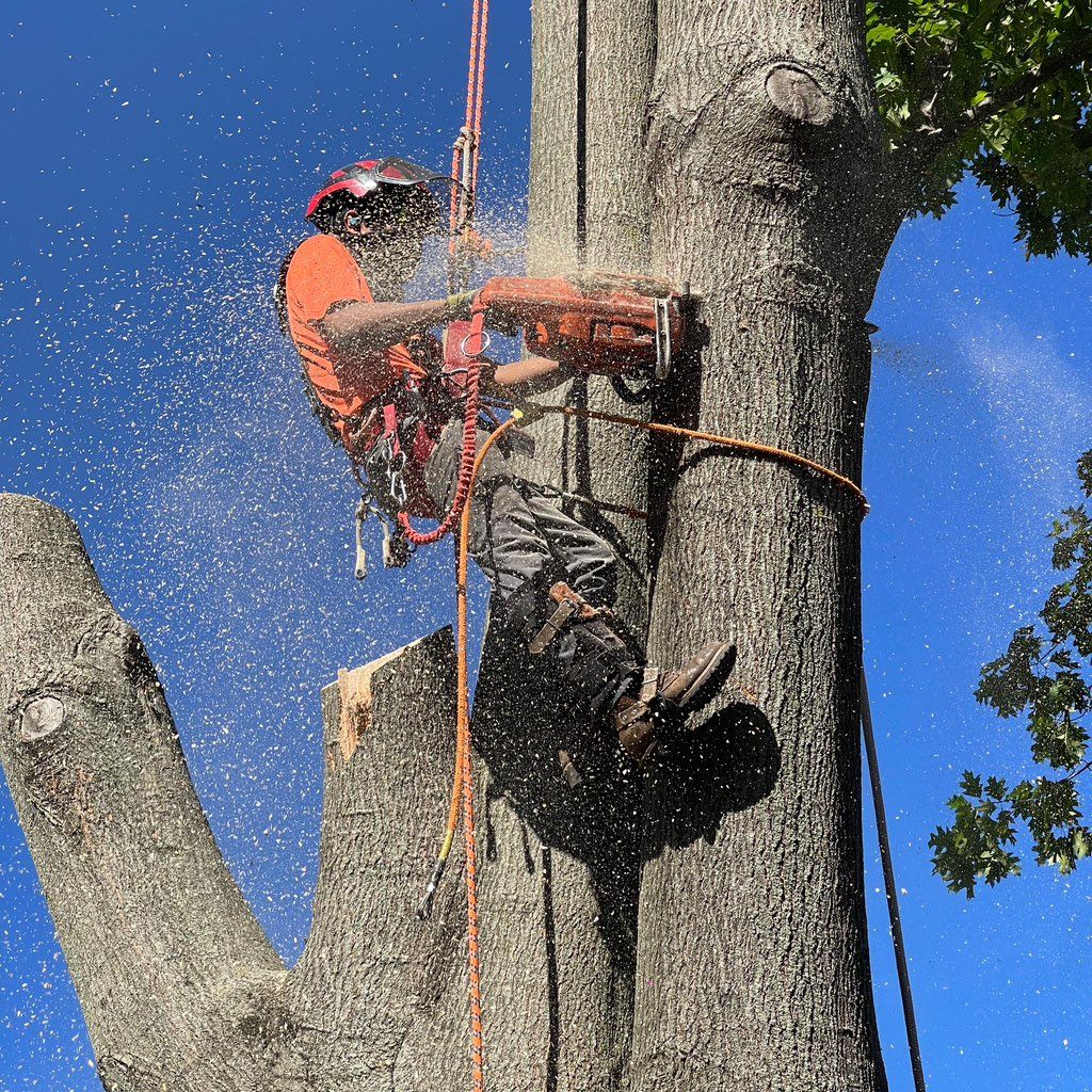 EarlyGreen Care Landscaping LLC