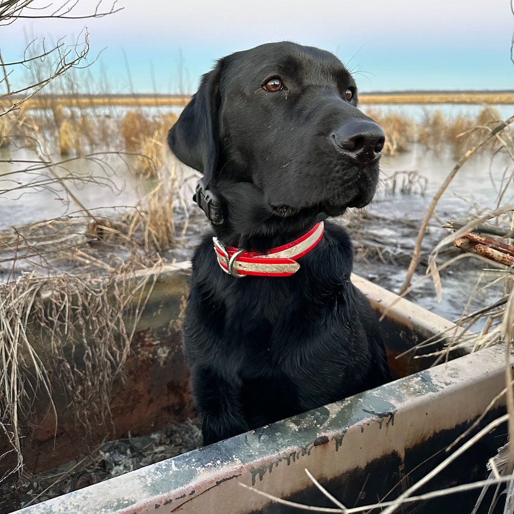 Tuskaloosa Retrievers