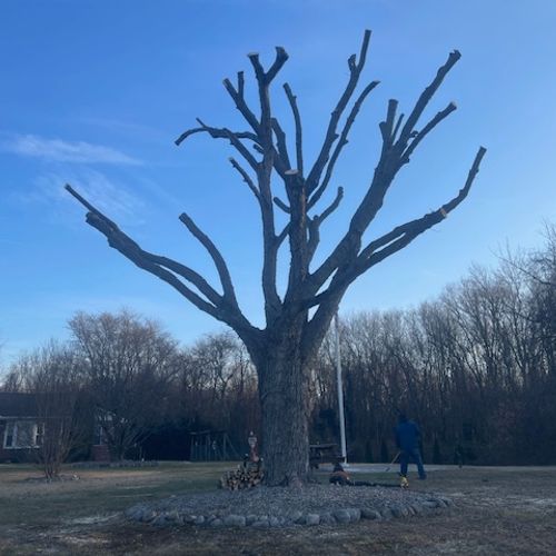 Tree Trimming and Removal