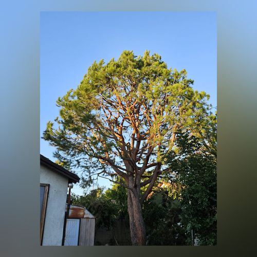 Glendora Garden View LLC provided top-notch tree t