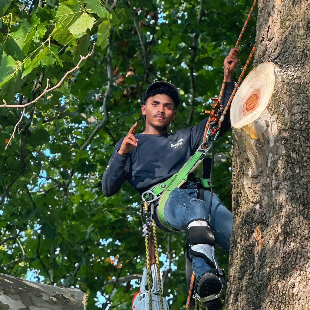 JayyTree