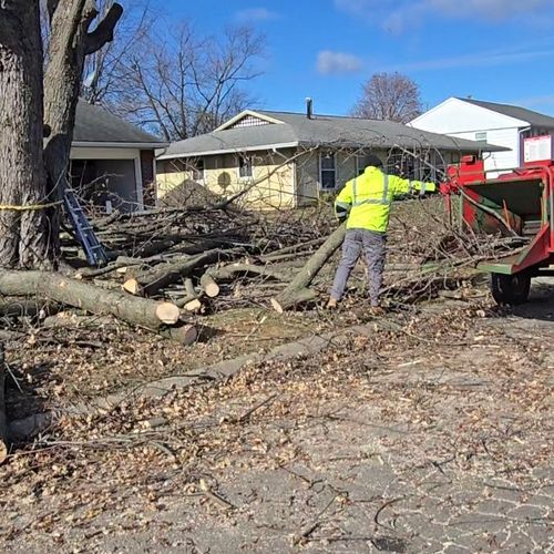 Tree Stump Grinding and Removal