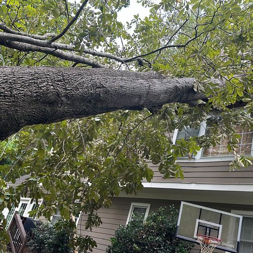 Tree Trimming and Removal