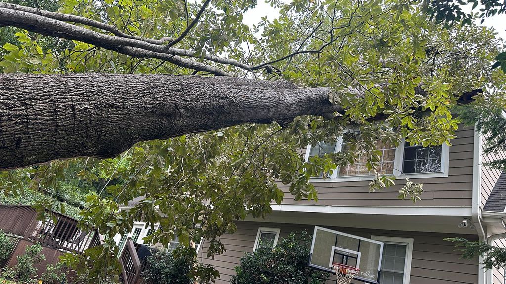 Tree Trimming and Removal