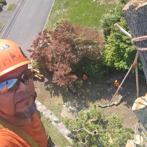 abx Padilla tree. service