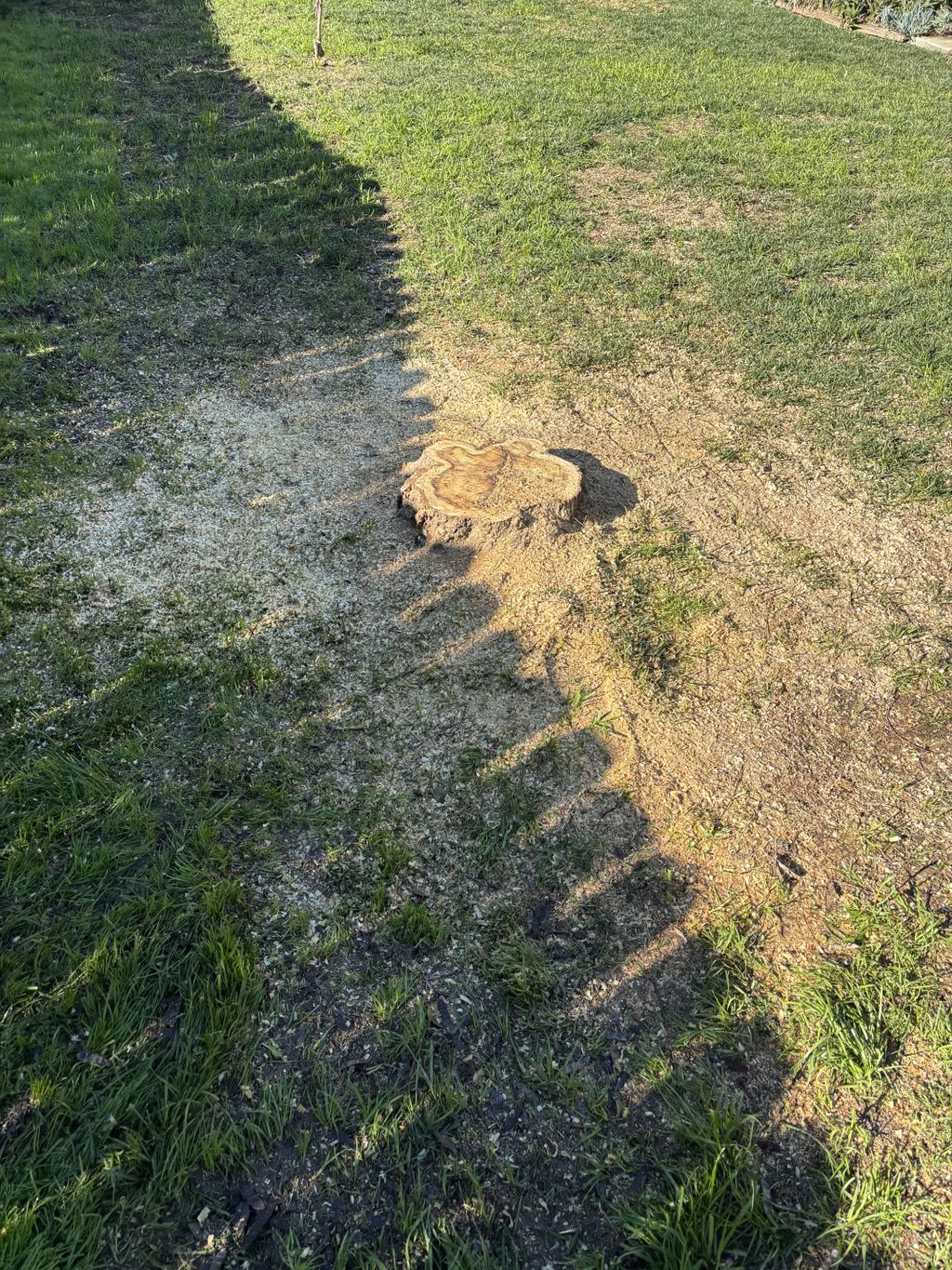 Shrub Trimming and Removal