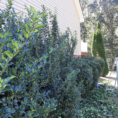 Shrub Trimming and Removal