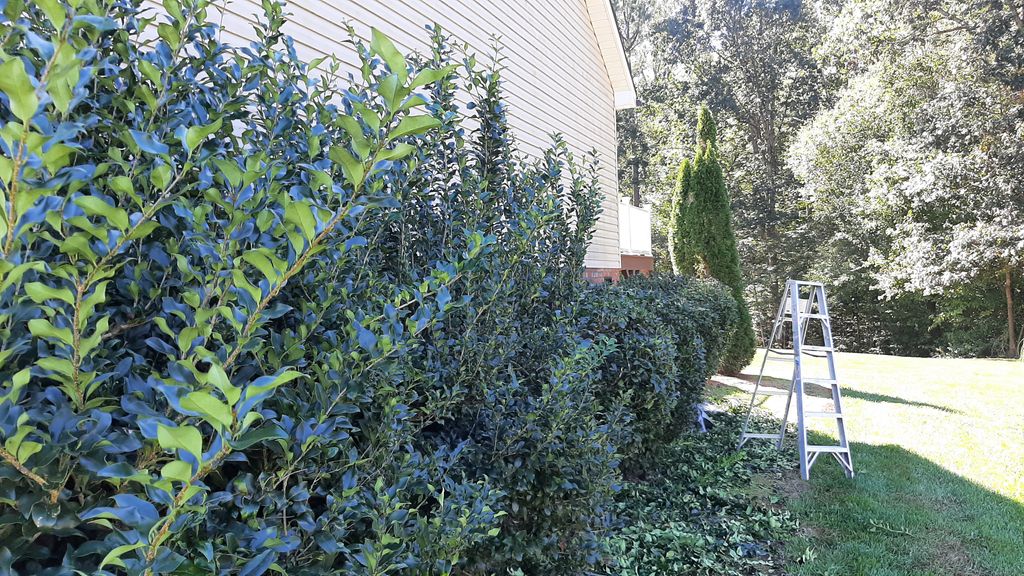 Shrub Trimming and Removal