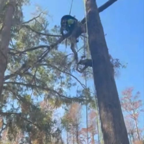 Tree Trimming and Removal