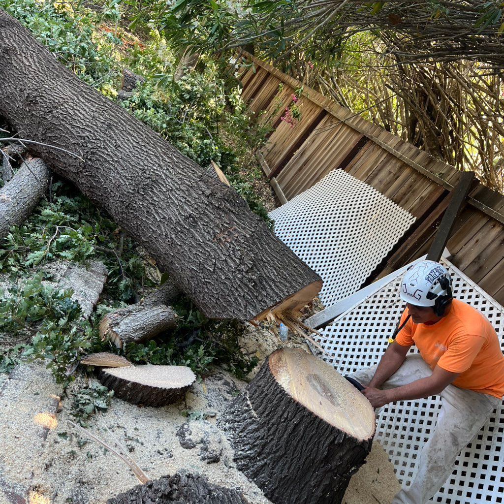 Heavenly tree service