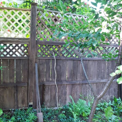 Bernie repaired a storm-damaged fence.  We're plea