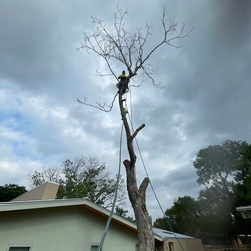 Full tree removal 