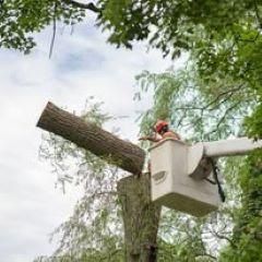 Gentile Tree Care