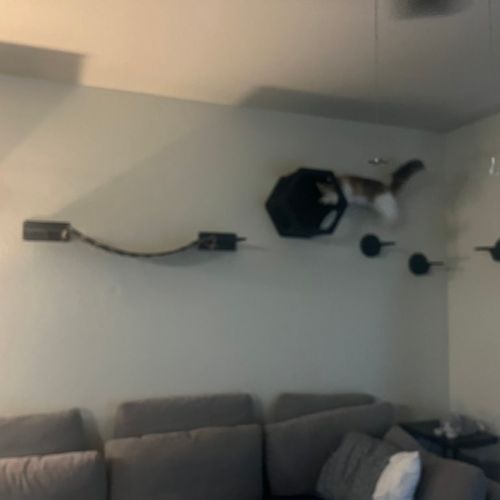 We needed some shelves put up for our cat and afte