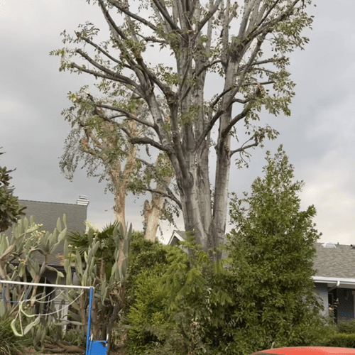 Tree Trimming and Removal