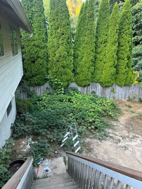 Blackberry Removal Project (Before)