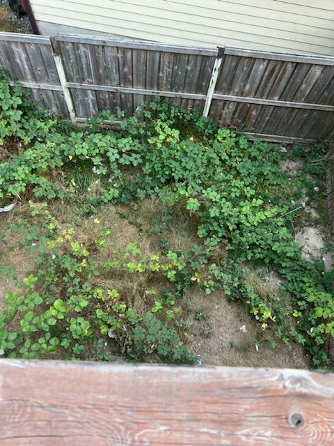 Blackberry Removal Project (Before)