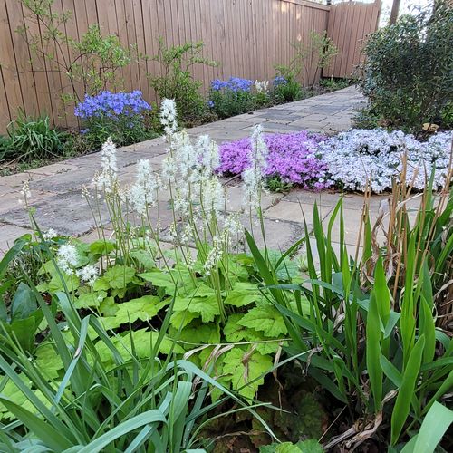 Ethereal Tiarella blooms in Spring