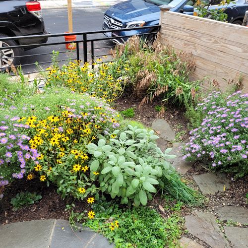 A small native garden on an urban plot