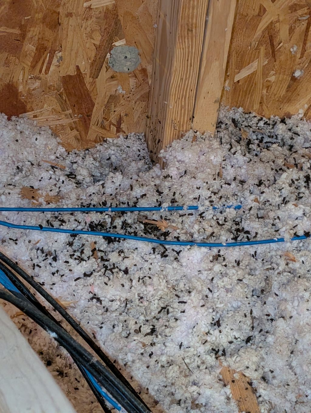 Wildlife in attics can cause more than just wiring