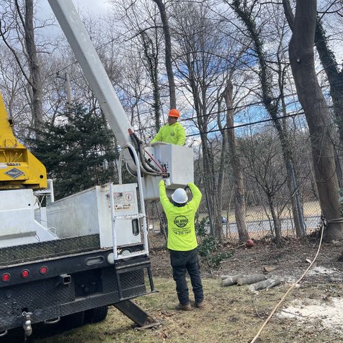 Tree Trimming and Removal