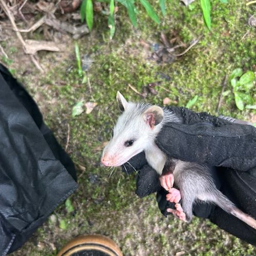 Oppossum baby