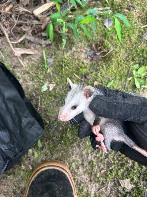 Oppossum baby