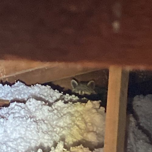 Raccoon in attic