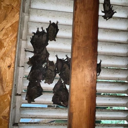 Bats roosting on home vent