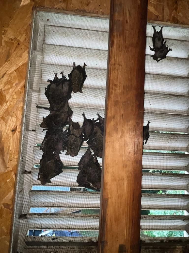 Bats roosting on home vent