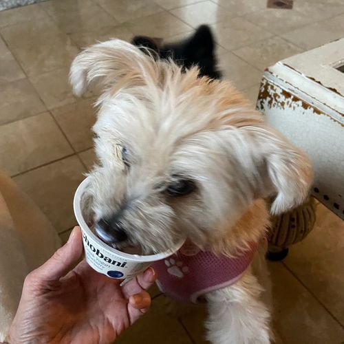 Ellie enjoying some yoghurt 