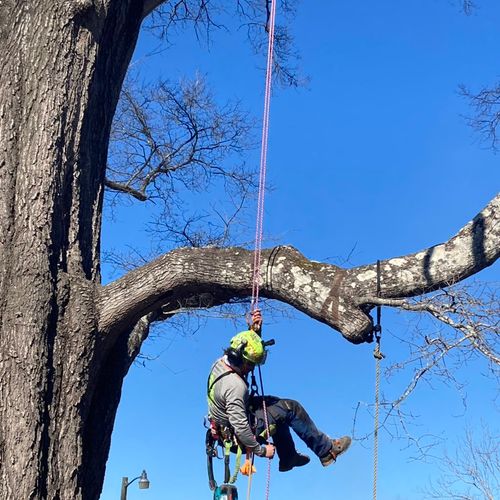 In Morgantown doing some pruning -2020